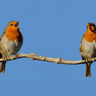 birds-8617262_1280